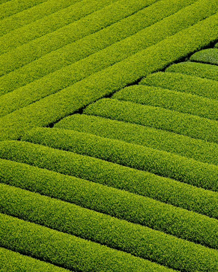 茶畑の写真